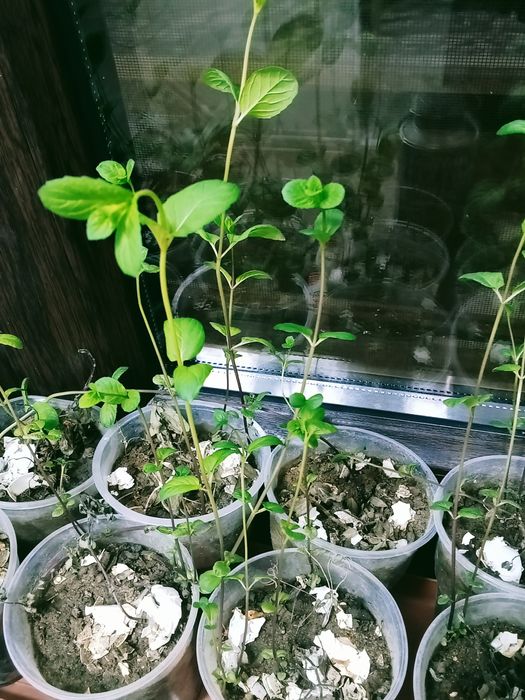 Мята в стаканчиках