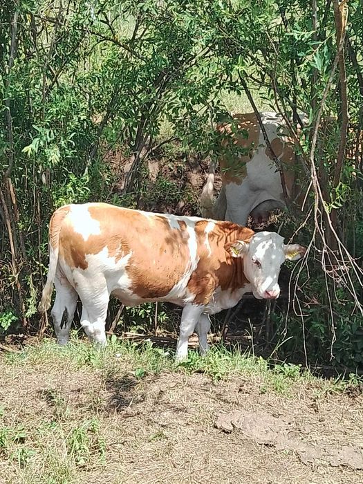 Vând 10 vițele si 1 taur
