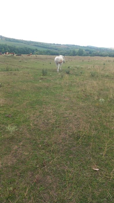 Vând cal iapa femela