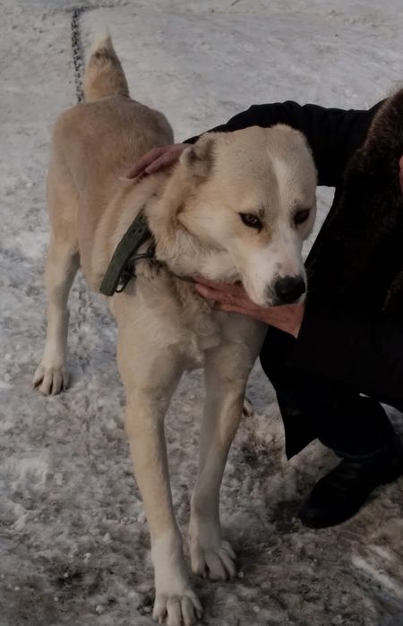 Отдам в хорошие руки