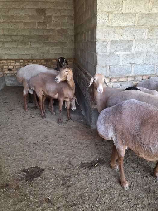 Арашан киргиз баран кучкар ва соликлар бор