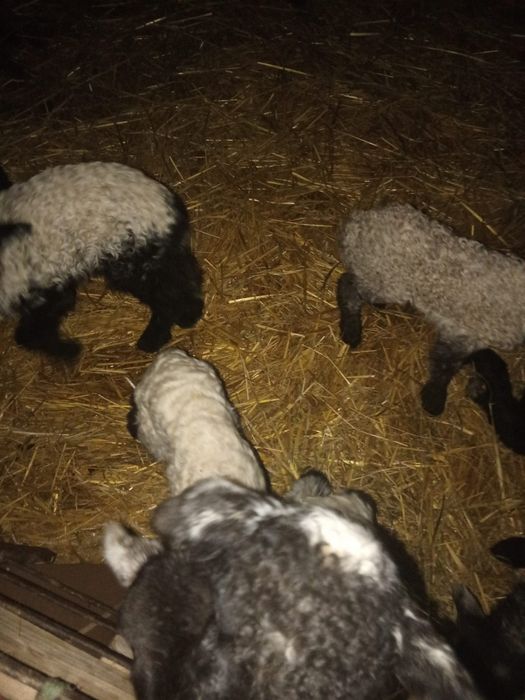 Miei din doi turcane