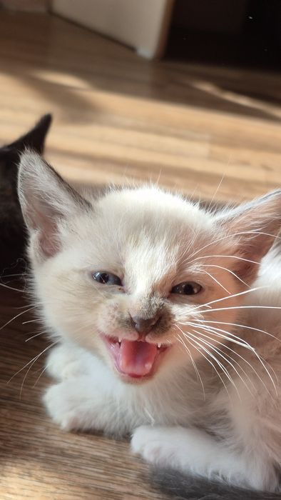 Отдам котят в добрые руки!