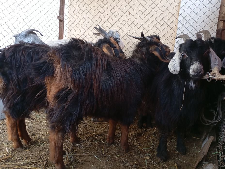 Urgʻochi echkilar sotiladi. 6 ta bogozlari ham bor. Inshaollox yaqinda