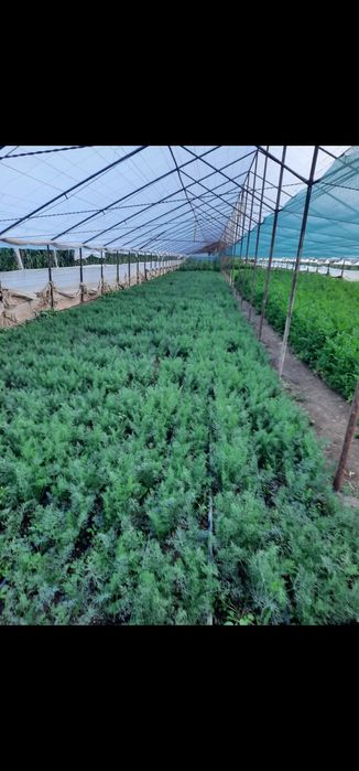 Leuștean Morar pătrunjel