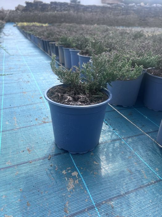 Хвойна „Prince of Wales“