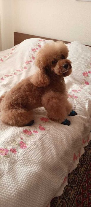 средно момче пудел