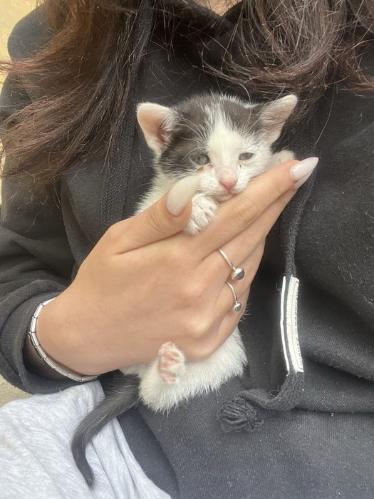 3 Котенца от град Плевен