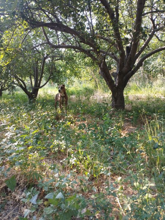 Alabay bn pitbul qo‘shilgani gibrit kuchuk sotiladi