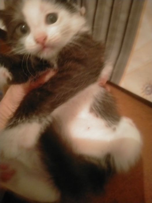 Отдам кошку в хорошие руки