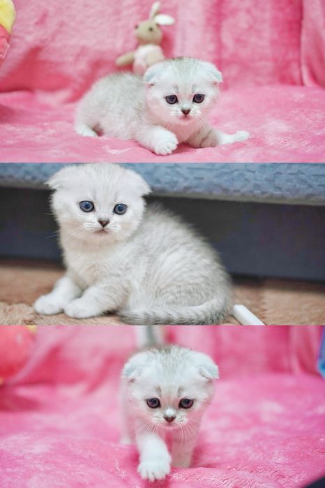 Скотиш фолд котята