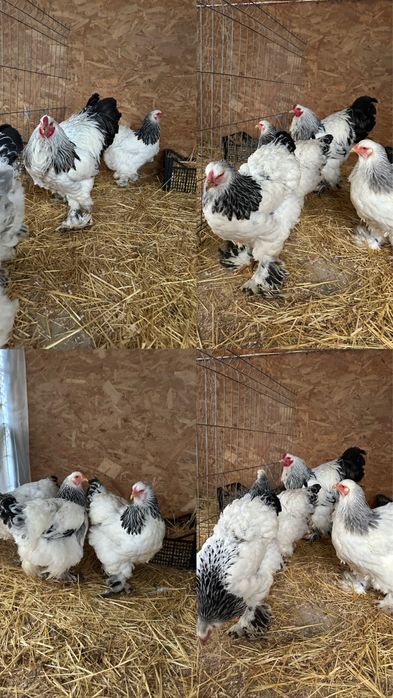 Disponibile oua de la pasari brahma