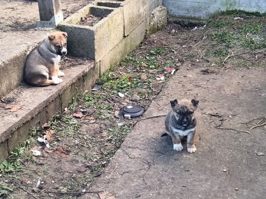 Donez catelusi metis Huski