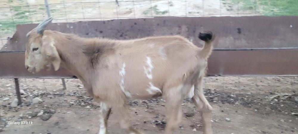 Текелер сатылады