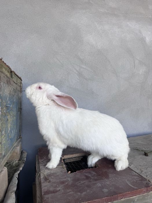 Чистокровный великан