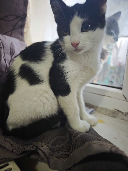 Adopție pisici 2 luni