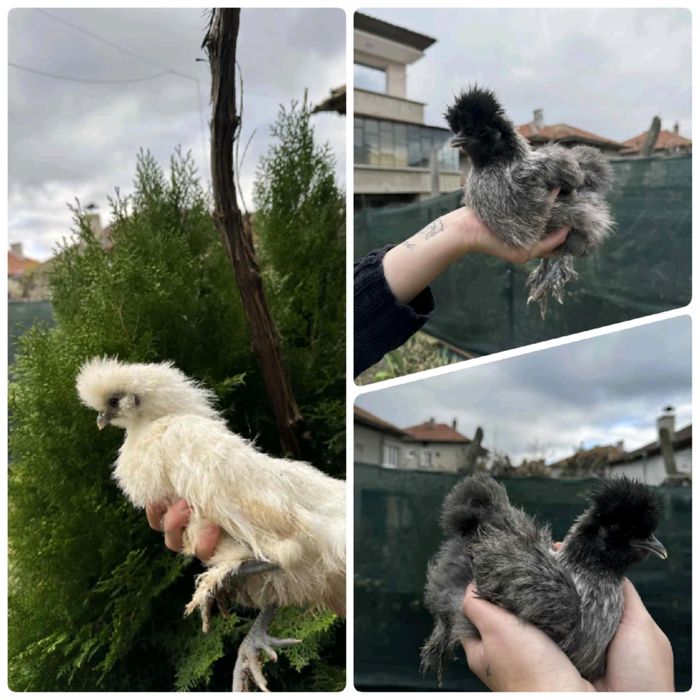 Пилета Струмски и югозападен стандарт