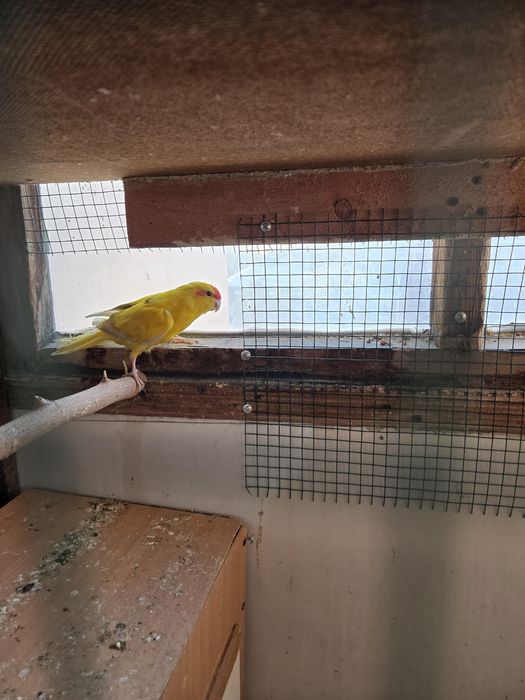 Продам розелл и какарик