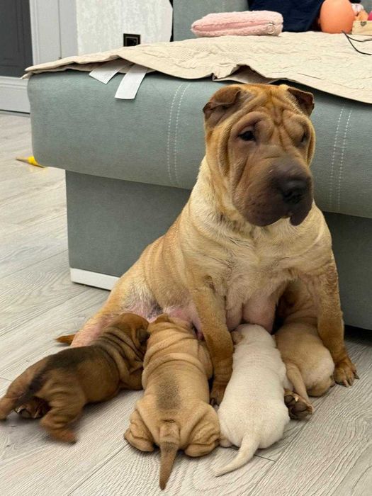 Продаются щенки шарпея!