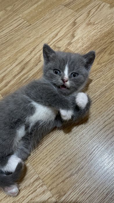 Марғау сатылады!!!