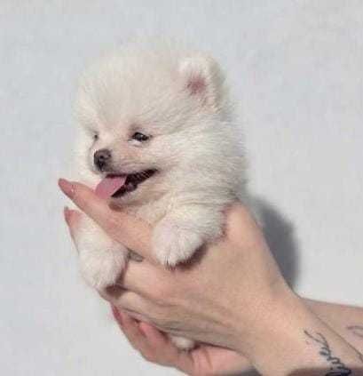 Pui Mini Pomeranian