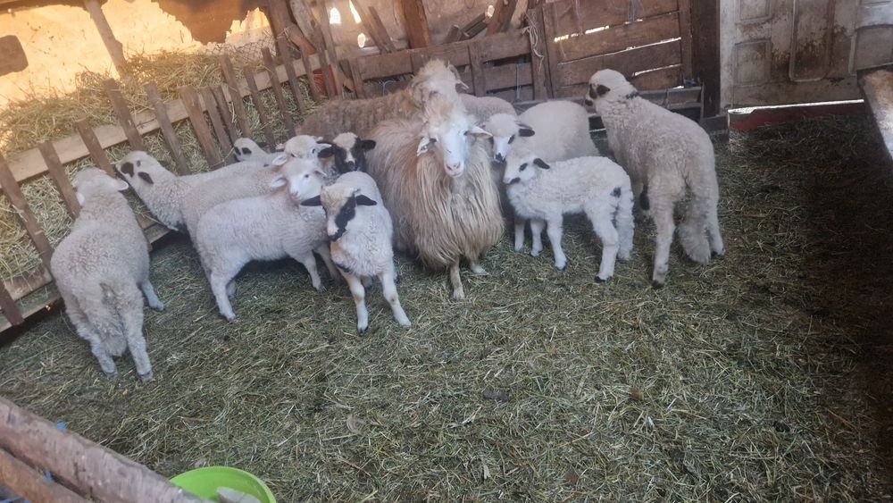 Vand miei pentru  sacrificat