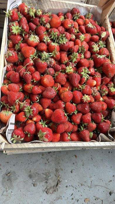 Продам клубнику