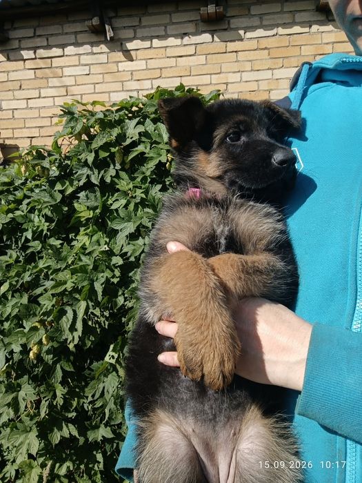 Немецкие булочки