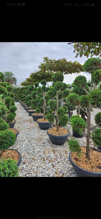 Vând pon pon de diferite culori