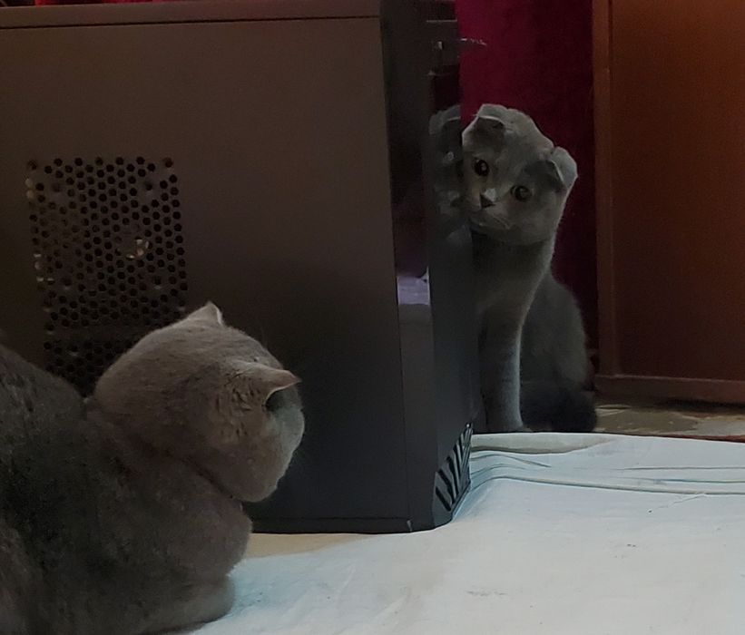 2 oylik mushuklar: erkak va ayollar mavjud