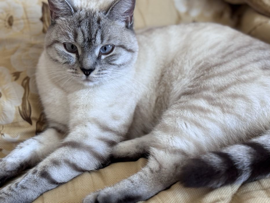 Отдам кошку бесплатно