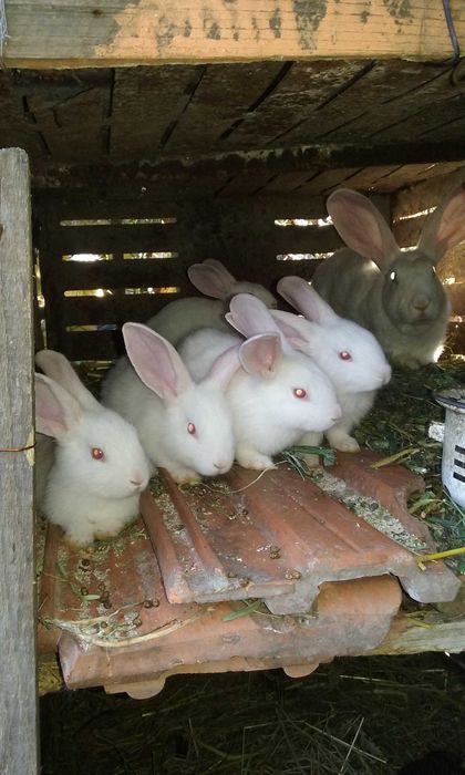 vand iepuri mari si mici