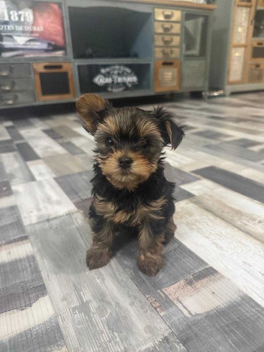 Йоркширски териер