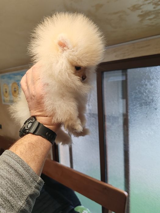 Померан мини женски.