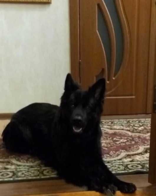 Овчарка кобель щенок