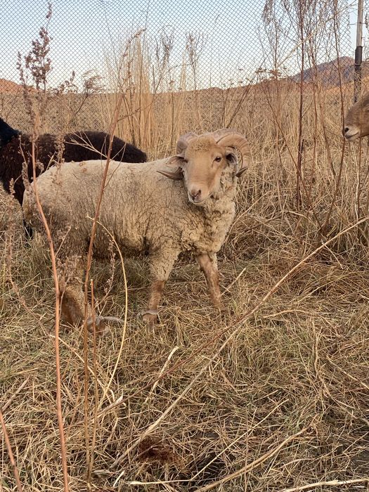 Продам Қошқаров разных пород.