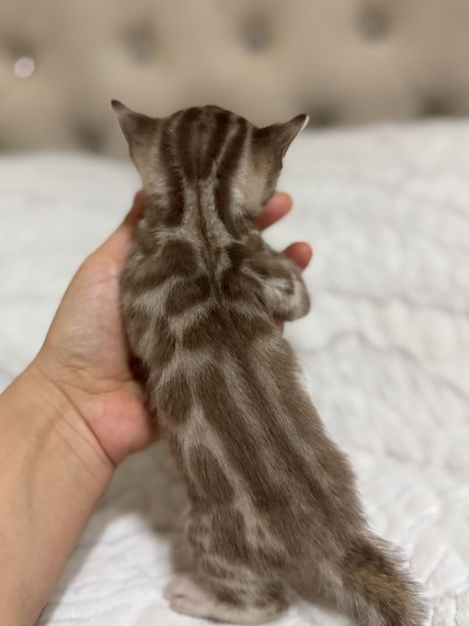 Бенгальские чистокровные котята