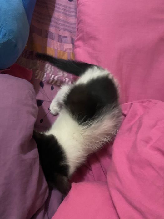 Котенок приучен к лотку