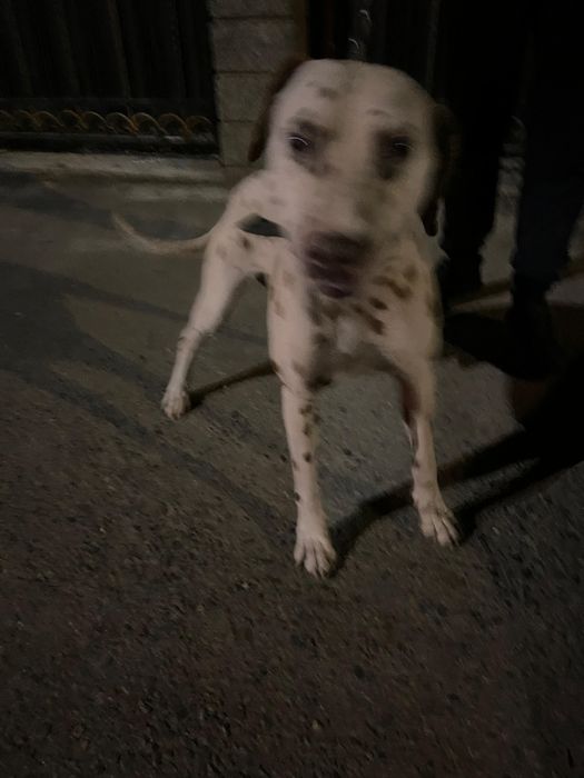 Далматин сатылады