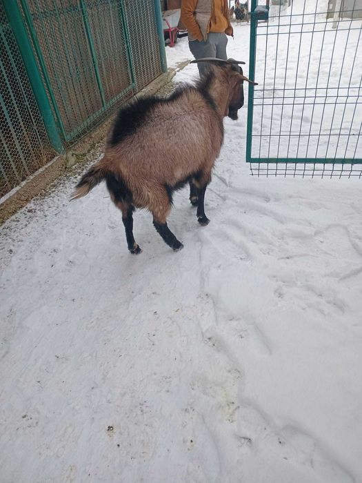 Vând țap, rasa alpină franceză pură