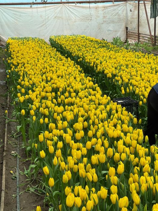 Тюльпаны королевкие