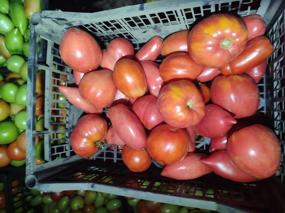 Продам домашние помидоры