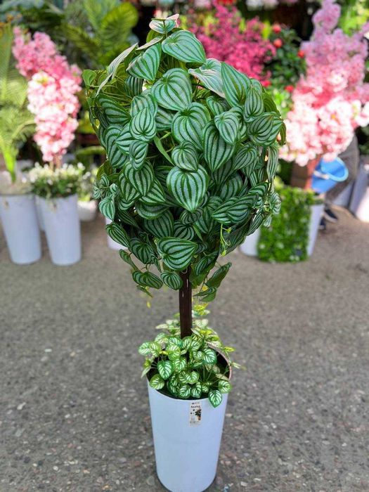 Дерево для фотозоны