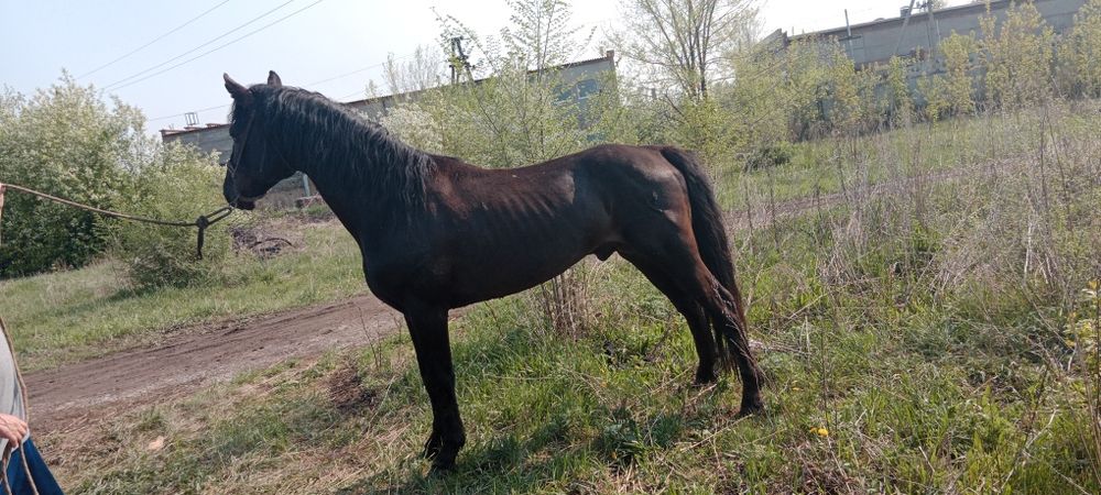 Сельхоз животные