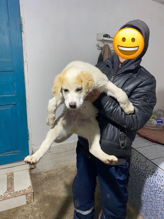 Алабай күшік сатылады