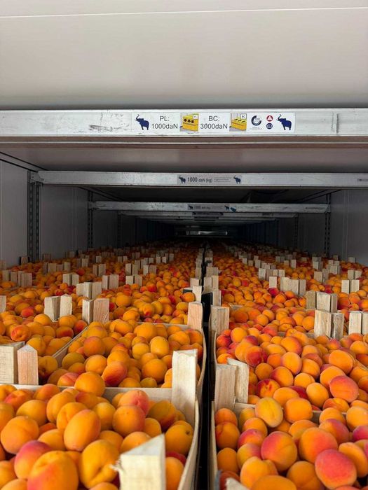 Caise proaspete pentru industrie, alcool, țuică sau gem – Cantități mari