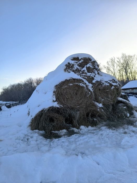Продам сено в рулонах по 350кг