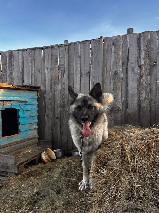 Пристраивается пес