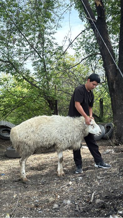 Продам баран оптом