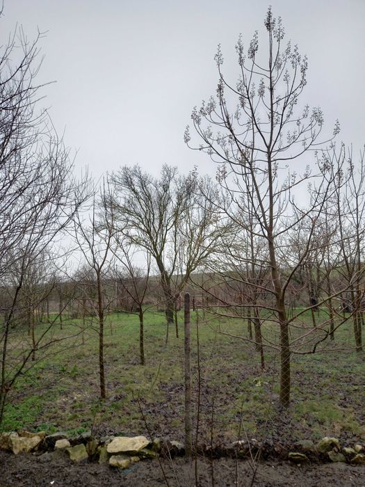 Парцел за прогажба